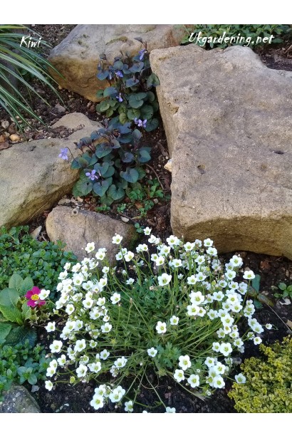 Камнеломка Айс Корал Перл Уайт в ландшафте